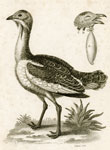 Bustard