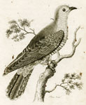 Common Cuckow (Cuckoo)