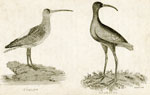 Curlew, Guarauna