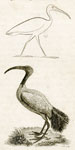 Egyptian Ibis