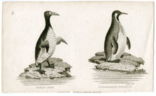 Great Awk, Patagonian Penguin
