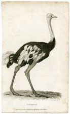 Ostrich