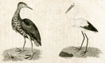 Bittern and Stork