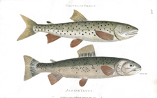 Trout