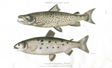 Common Salmon