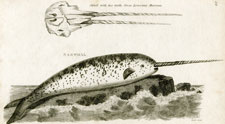 Narwhal