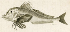 Piper fish