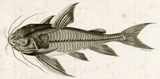 Ribbed Silurus