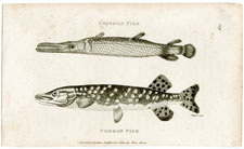 Pike fish