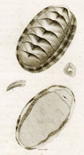 Chiton Squamosus