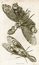 Fulgora Lanternaria