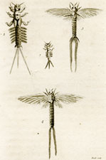 Ephemera insect