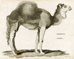 Arabian Camel