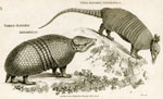 Armadillos