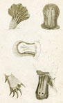 Platypus parts