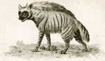 Striped Hyena