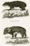 Syrian Cape Hyrax