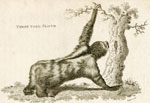 Three-toed Sloth