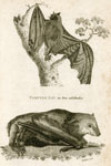 Vampire Bat