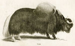 Yak