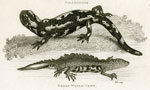 Salamander, Great Water-Newt