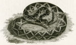 Striped Rattlesnake