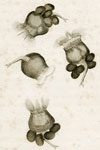 urceolaris