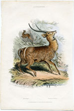 Antelopes