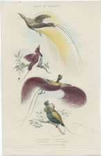 Birds of Paradise