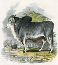 Brahminy Bull [Brahman Bull]