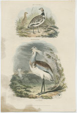 Bustards