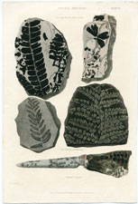 Fossils