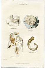 Fossils