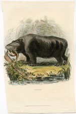 Hippopotamus