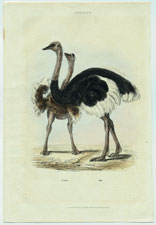 Ostriches