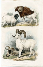 Sheep
