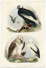 Vultures