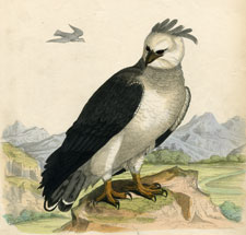 The Eagle of the Andes