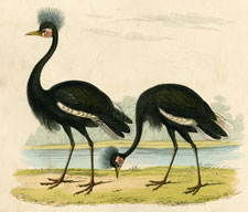 The Crowned Cranes