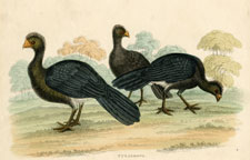 Curassows