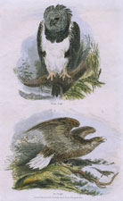 Eagles