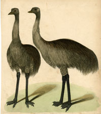 The Emeus (Emus)
