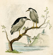 Night Heron of Tartary