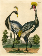 Numidian and Crowned Cranes
