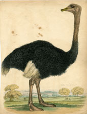 Ostrich