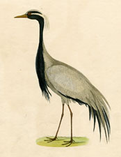 The Demoisell, or Numidian Crane