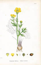 Bulbous Crowfoot