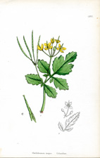 Celandine