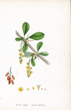 Common Barberry