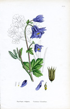 Common Columbine